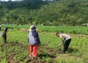 Sinergi Polisi-Warga Kuripan, Ketahanan Pangan Dimulai dari Pekarangan