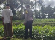 Lahan Pekarangan Dusun Pelan Disulap Jadi Sumber Pangan