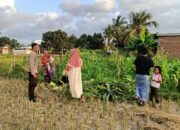 Kuripan Utara Perkuat Ketahanan Pangan Lewat Sinergi Polri dan Petani