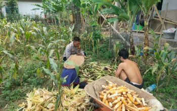 Polisi Sambangi Petani Jagung di Eyat Mayang Lembar, Dorong Ketahanan Pangan Lokal