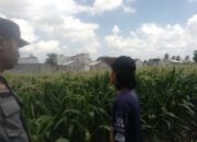 Sinergi Polri dan Petani Labuapi Perkuat Program Swasembada Pangan Desa