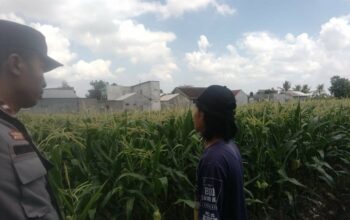 Sinergi Polri dan Petani Labuapi Perkuat Program Swasembada Pangan Desa