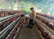 Kamtibmas Kondusif, Produksi Lancar: Peran Bhabinkamtibmas Bagi Peternak Ayam