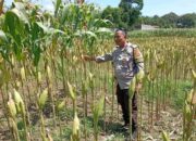 Strategi Polsek Labuapi Tingkatkan Produksi Jagung NTB